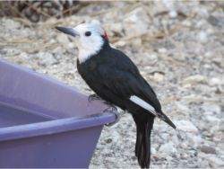 White-headed Woodpecker